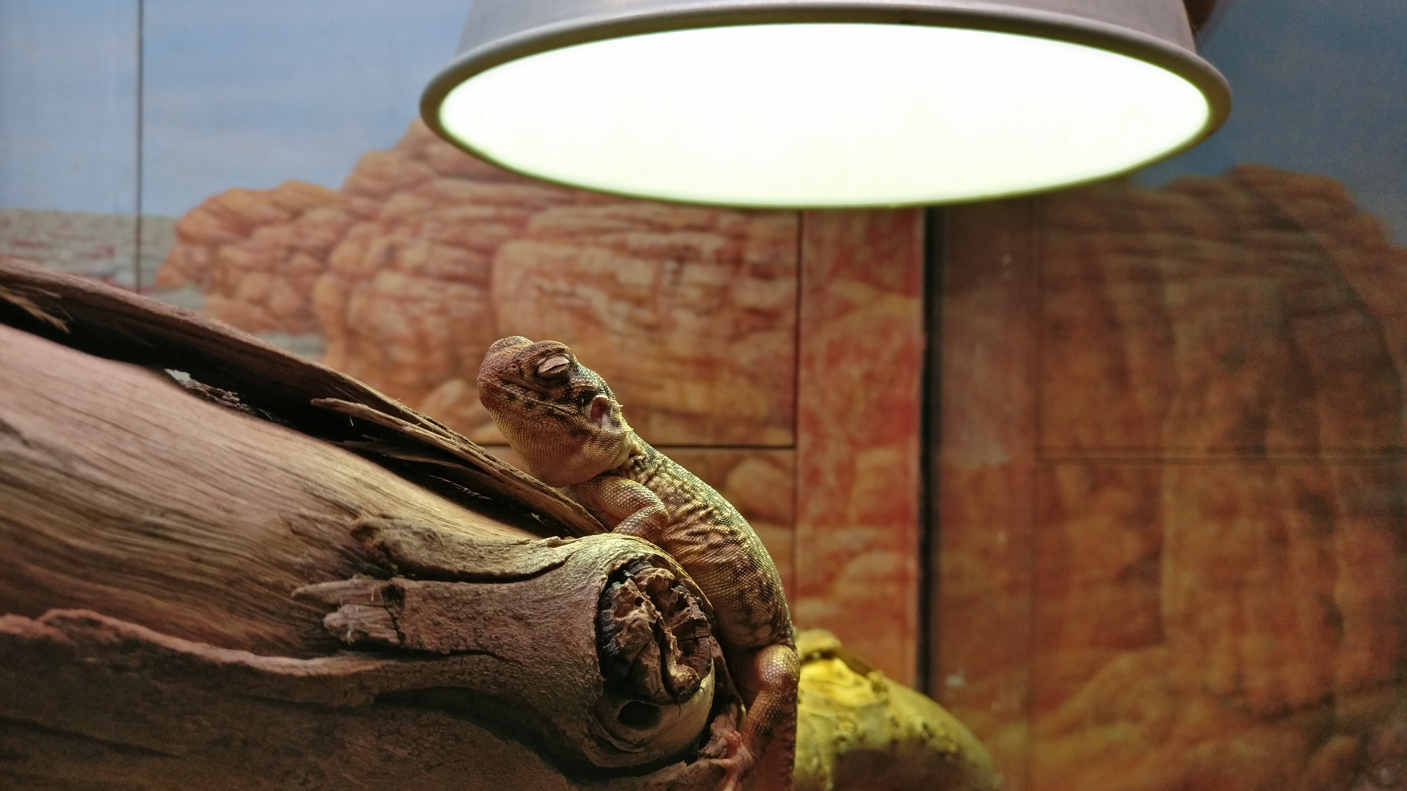 روشنایی محیطی برای حیوانات و مراقبت از آن‌ها